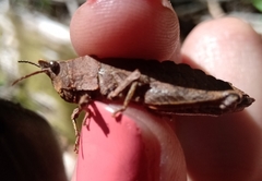 Tropidostethus angusticollis