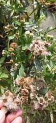 Pluchea sagittalis