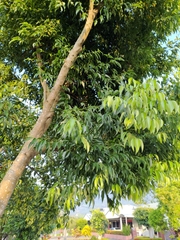 Cinnamomum cassia