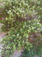 Ceanothus arboreus