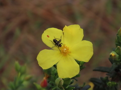 Hadrodemus