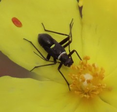 Hadrodemus