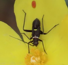 Hadrodemus