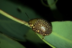 Paropsis ornata