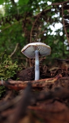 Cortinarius costaricensis