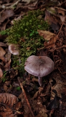 Cortinarius costaricensis