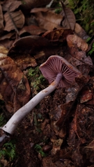 Cortinarius costaricensis