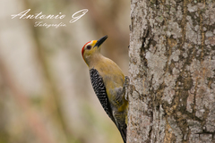 Melanerpes aurifrons