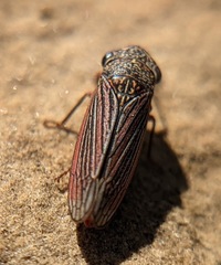 Cuerna costalis