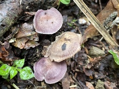 Mycena holoporphyra