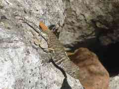 Sceloporus pyrocephalus