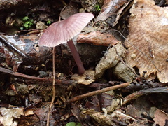 Mycena holoporphyra