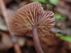 Mycena holoporphyra