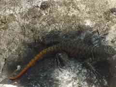 Sceloporus pyrocephalus