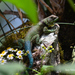 Salvin's Spiny Lizard - Photo (c) Susana Velasco, some rights reserved (CC BY-NC), uploaded by Susana Velasco