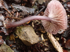 Mycena holoporphyra