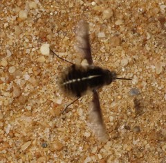Bombylius analis