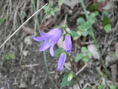 Campanula trachelium