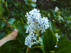 Ceanothus arboreus