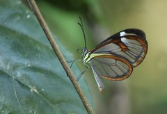 Ithomia agnosia zikani