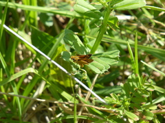 Taractrocera papyria agraulia
