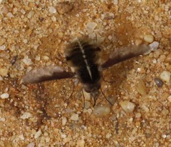 Bombylius analis