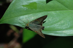 Aguna coeloides