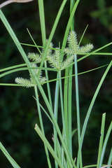 Cyperus pallidicolor