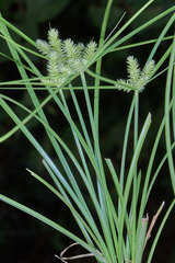 Cyperus pallidicolor