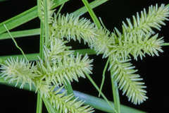 Cyperus pallidicolor