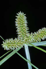 Cyperus pallidicolor