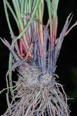 Cyperus pallidicolor