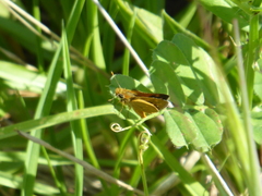 Taractrocera papyria agraulia
