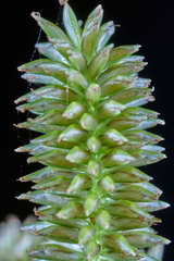 Cyperus pallidicolor