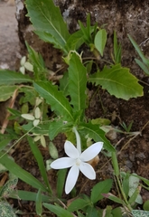 Hippobroma longiflora image