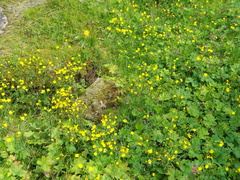 Ranunculus propinquus