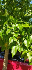 Fraxinus