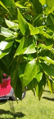 Fraxinus
