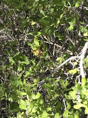 Mischocyttarus flavitarsis