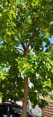 Fraxinus