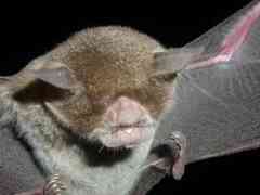 Pteronotus parnellii