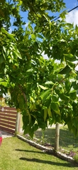 Fraxinus