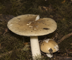 Amanita diemii
