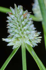 Cyperus sesquiflorus sesquiflorus