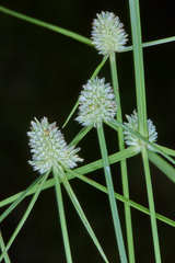 Cyperus sesquiflorus sesquiflorus