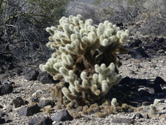Cylindropuntia bigelovii