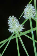 Cyperus sesquiflorus sesquiflorus