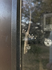 Gekko japonicus