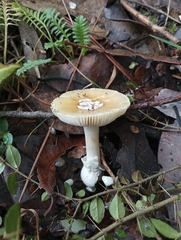 Amanita toxica