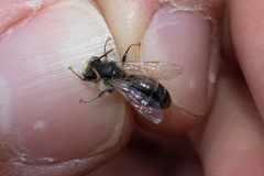 Andrena wellesleyana